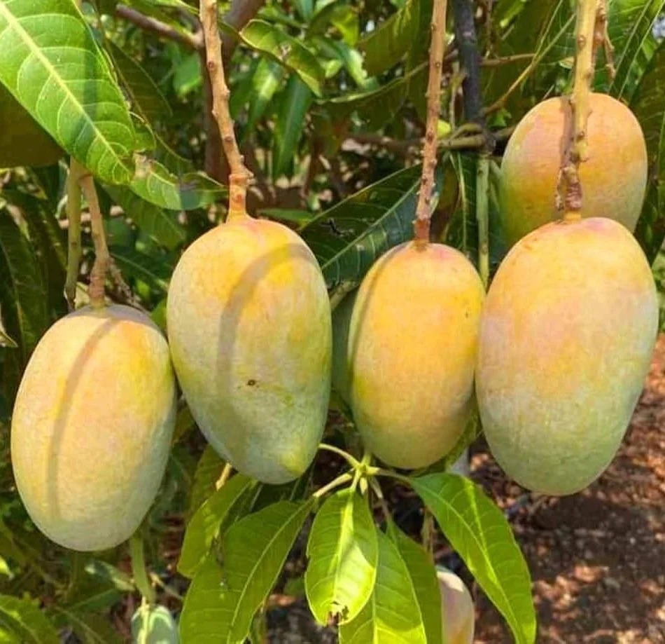 Kesar Mangoes