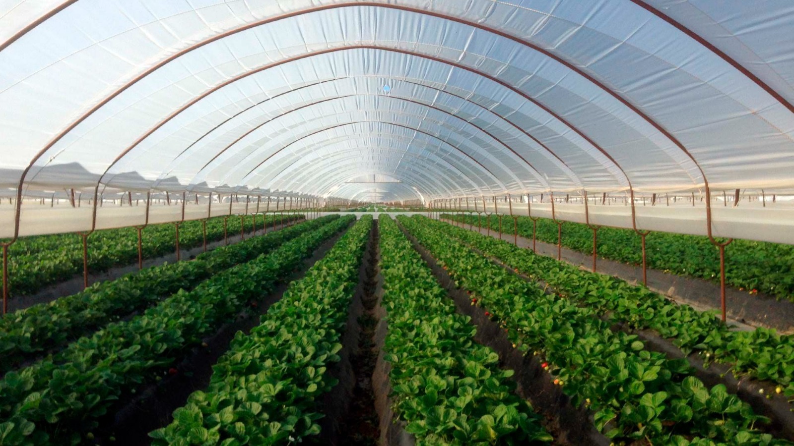 Greenhouse & Polyhouse Cultivation